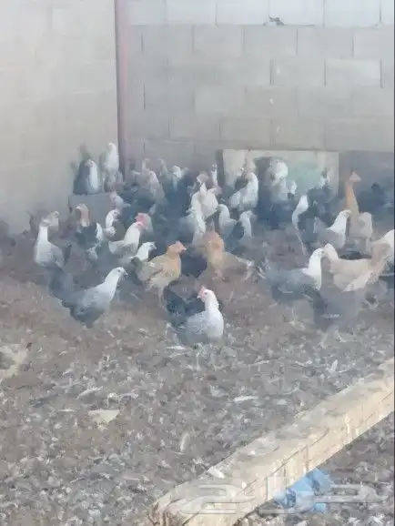 موجود دجاج بياض 0