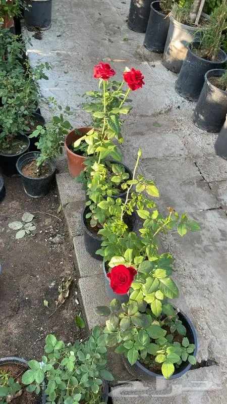 مشتل وتنسيق حدائق بالدمام 6