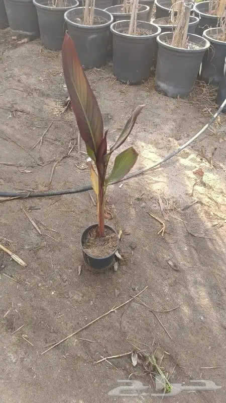 مشتل وتنسيق حدائق بالدمام 4