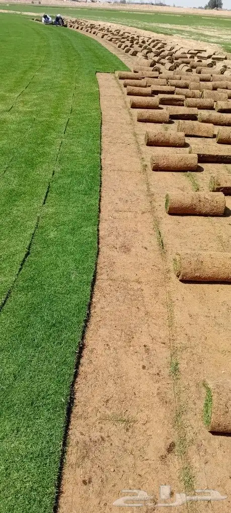 ثيل طبيعي سي 2000 0