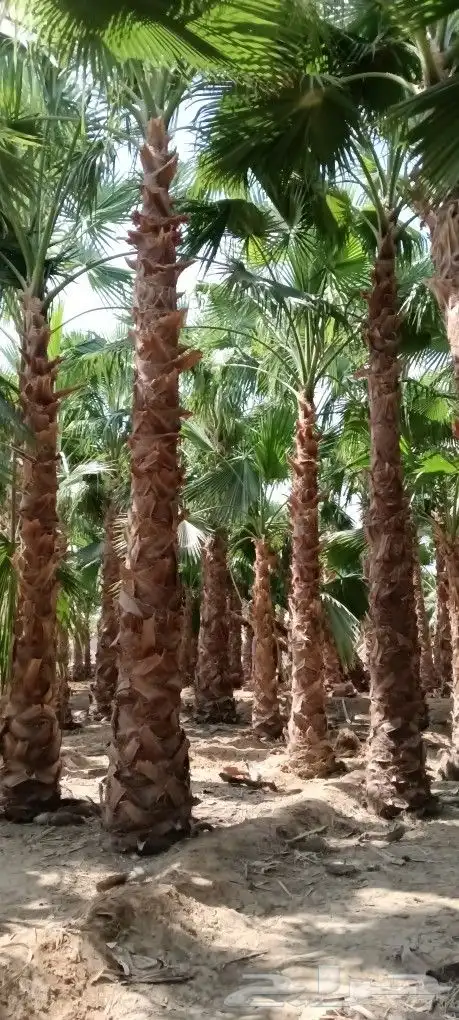 نخل وشنطني أمريكي ذينة للبيع 2