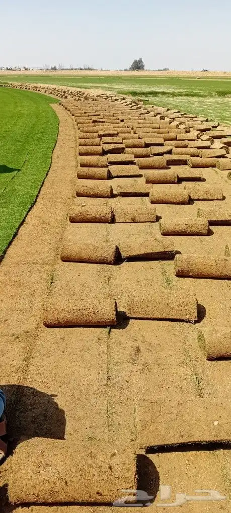 ثيل طبيعي سي 2000 1