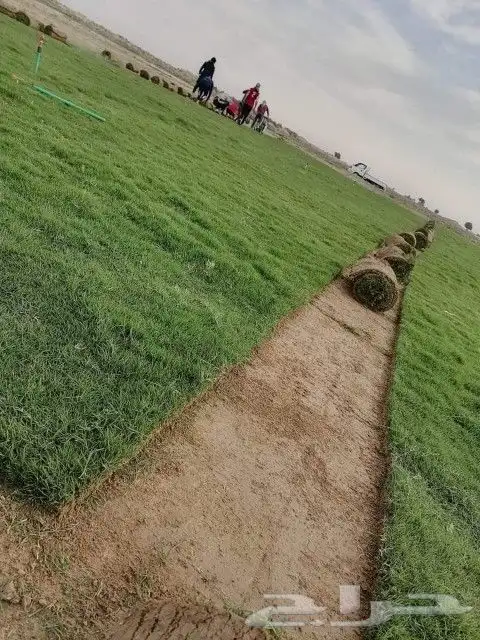 ثيل طبيعي نجيله نجيل 7