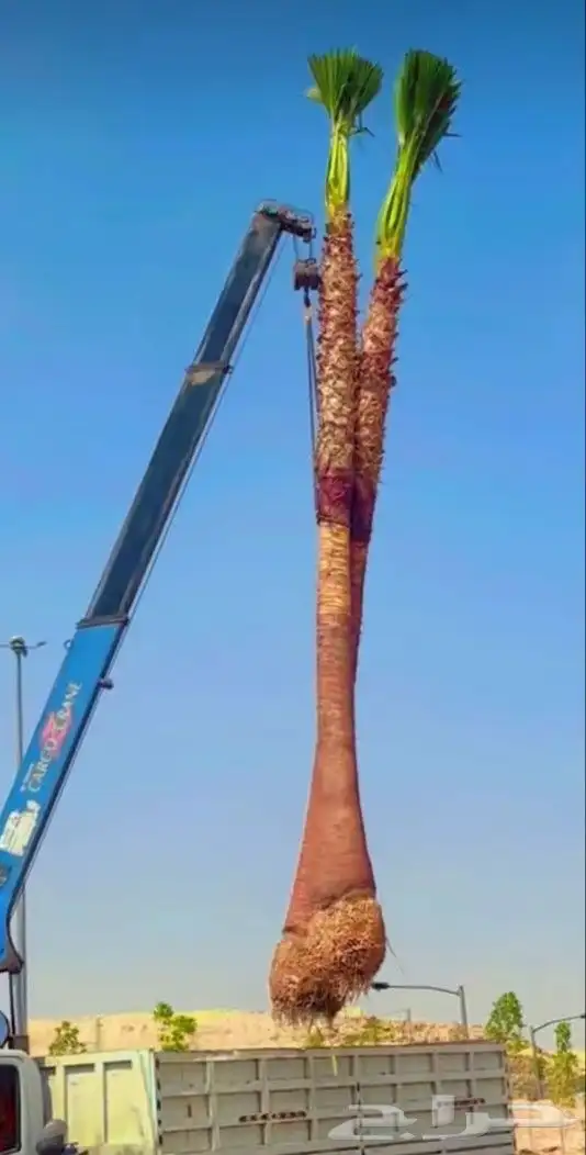 النخيل للبيع زينه وعربي 0