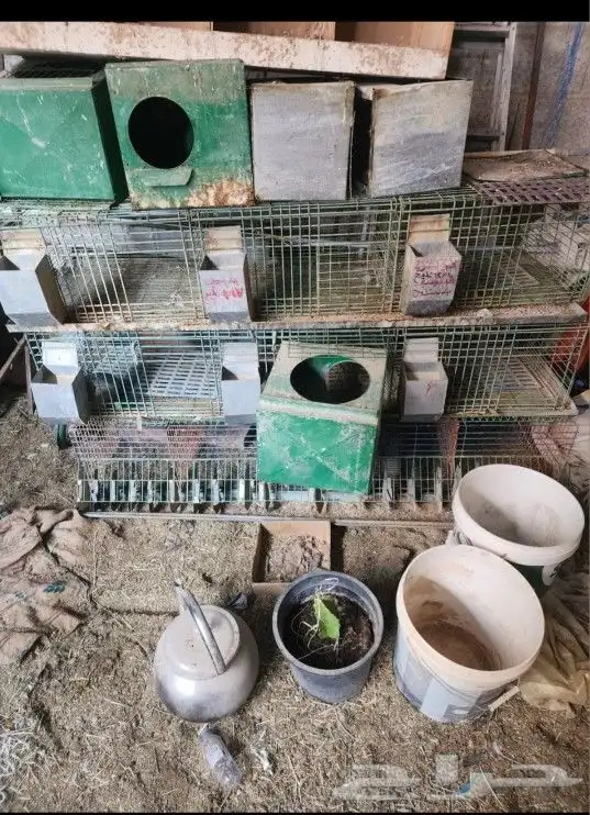 بطارية ارانب خمس عيون 0