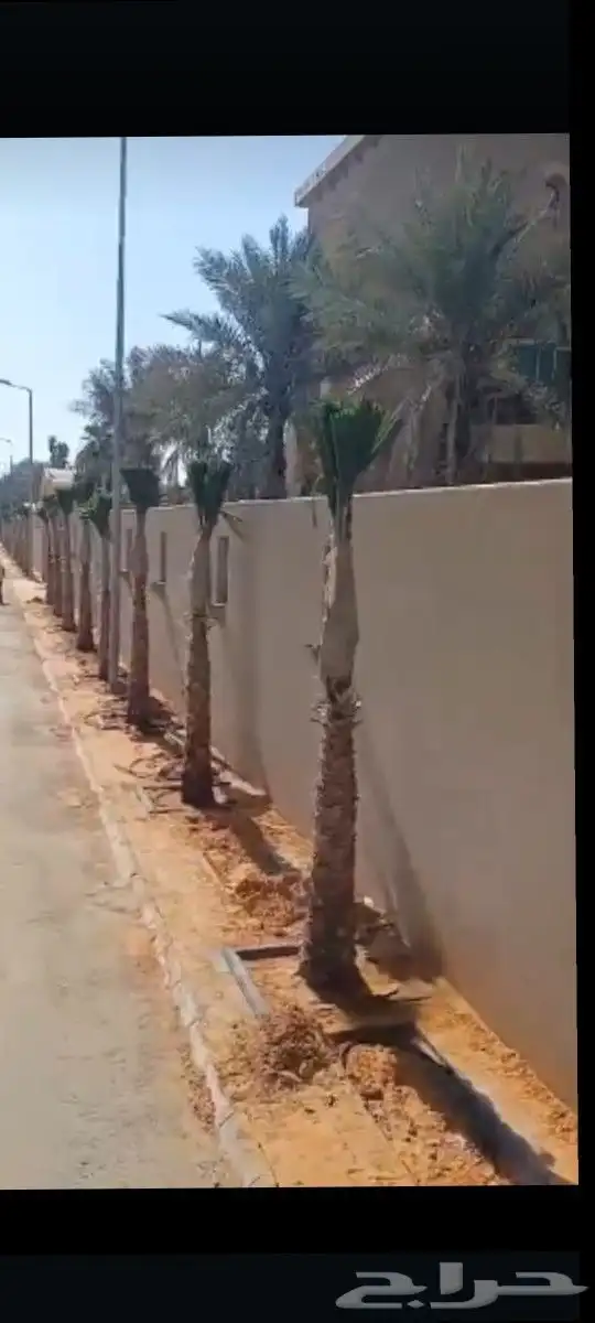 النخيل للبيع زينه وعربي 8