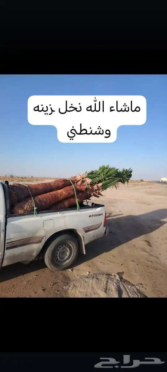 النخيل للبيع زينه وعربي 6