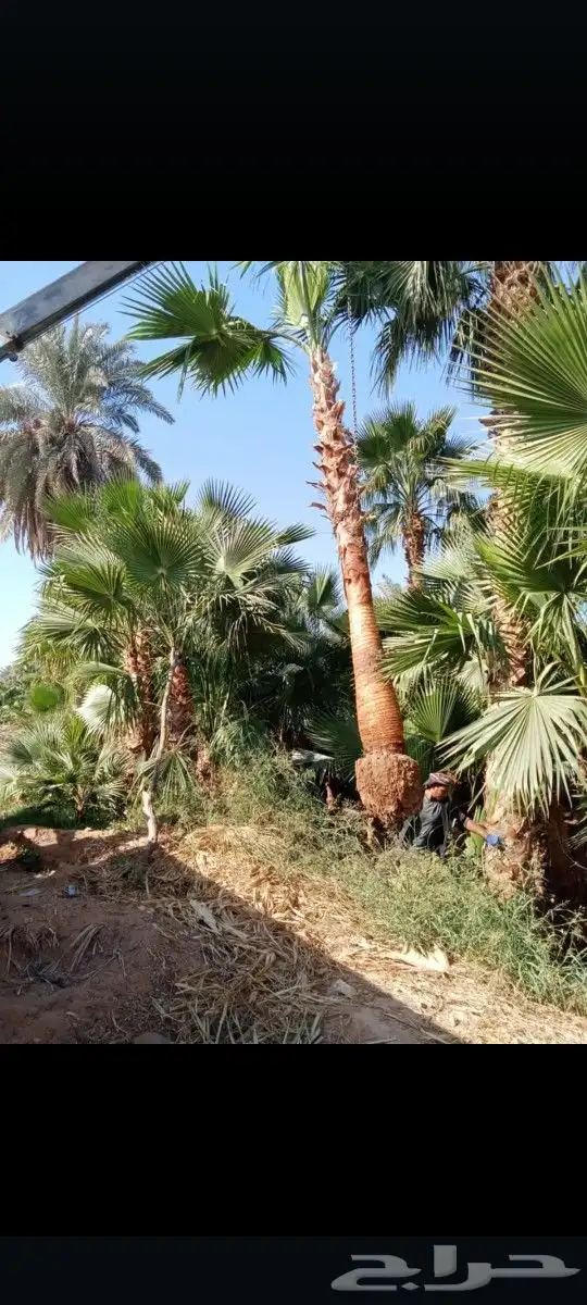 النخيل للبيع زينه وعربي 1