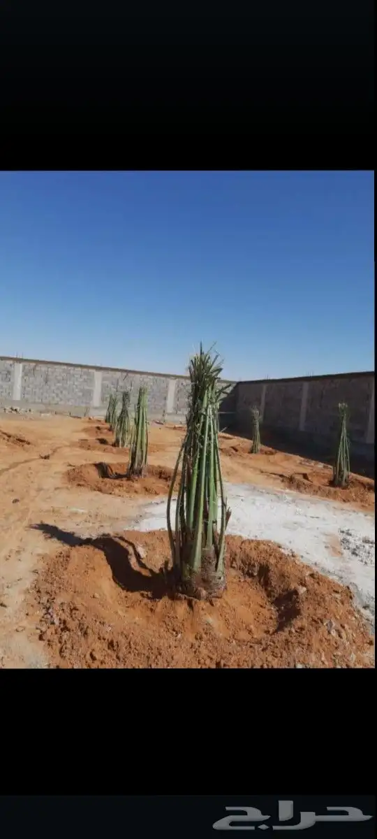 النخيل للبيع زينه وعربي 5