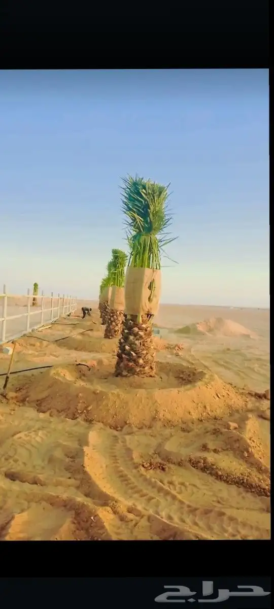 النخيل للبيع زينه وعربي 7