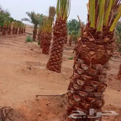 نقوم بتوريد أنخيل وغرسه توريد وتركيب شامل بمجمع انواع أنخيل 4