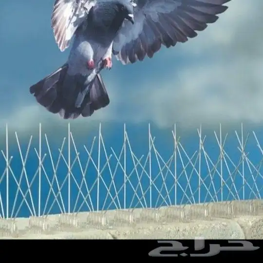 طاردالحمام تركيب تبوك 4