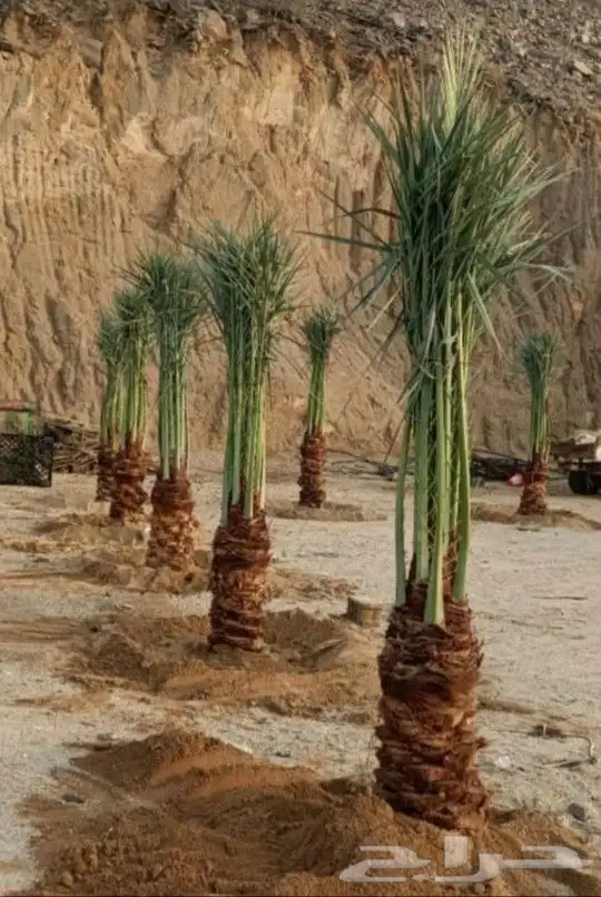 النخيل للبيع زينه وعربي 2