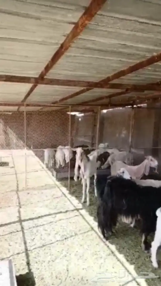 شبوك ايجار باليوم بالشهر و السنة 4