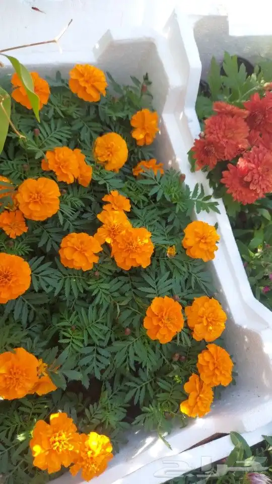 تنسيق حدائق 2