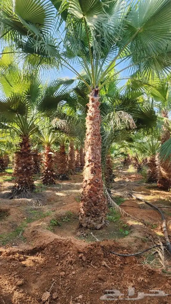 نخل واشنطن للبيع نخل واشنطني 5