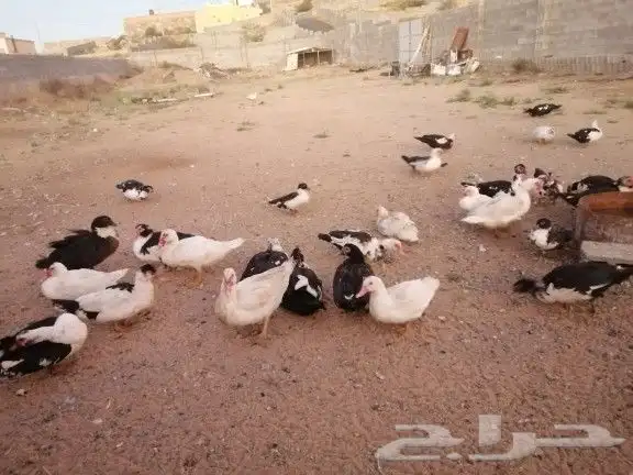 يوجد اطقم بط بلدي للبيع جمله وتفريد على السوم 3