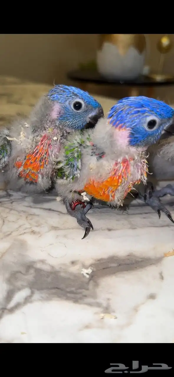 فروخ لوري رينبو 0