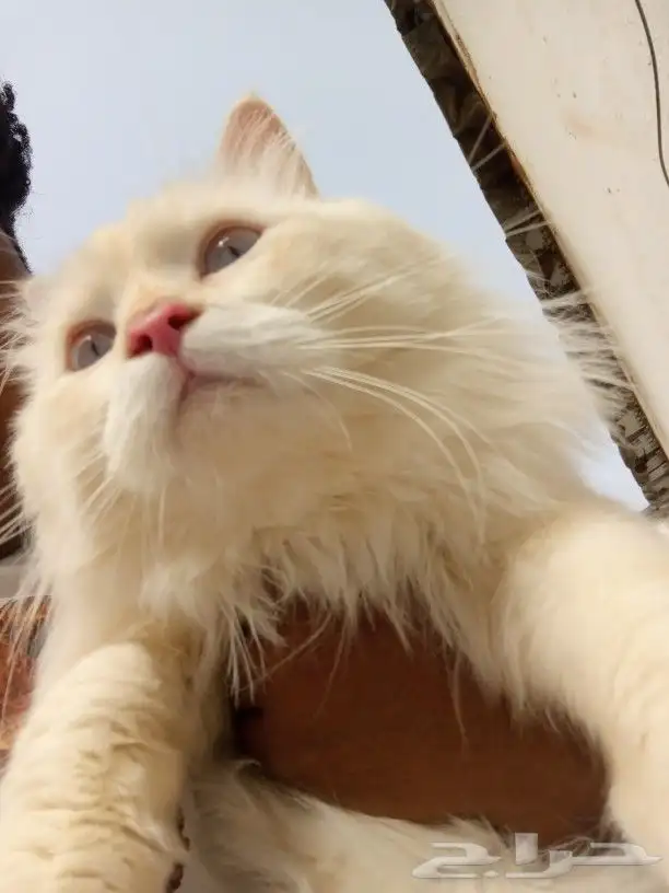 قط للتزاوج 4