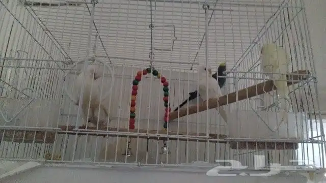 طيور بادجي للبيع 0