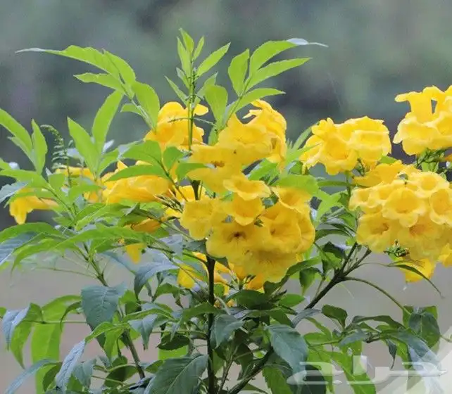 مشاتل حدائق جنة البدر  و توصيل بجدة جملة وقطاعي 0