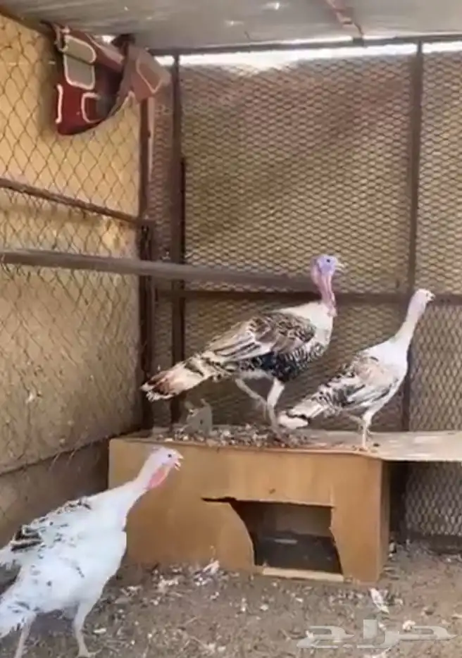 دجاج رومي 0
