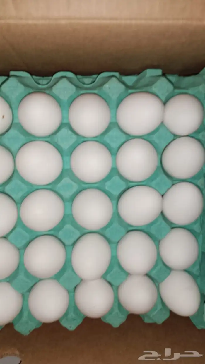 بيض مائده جملة 6