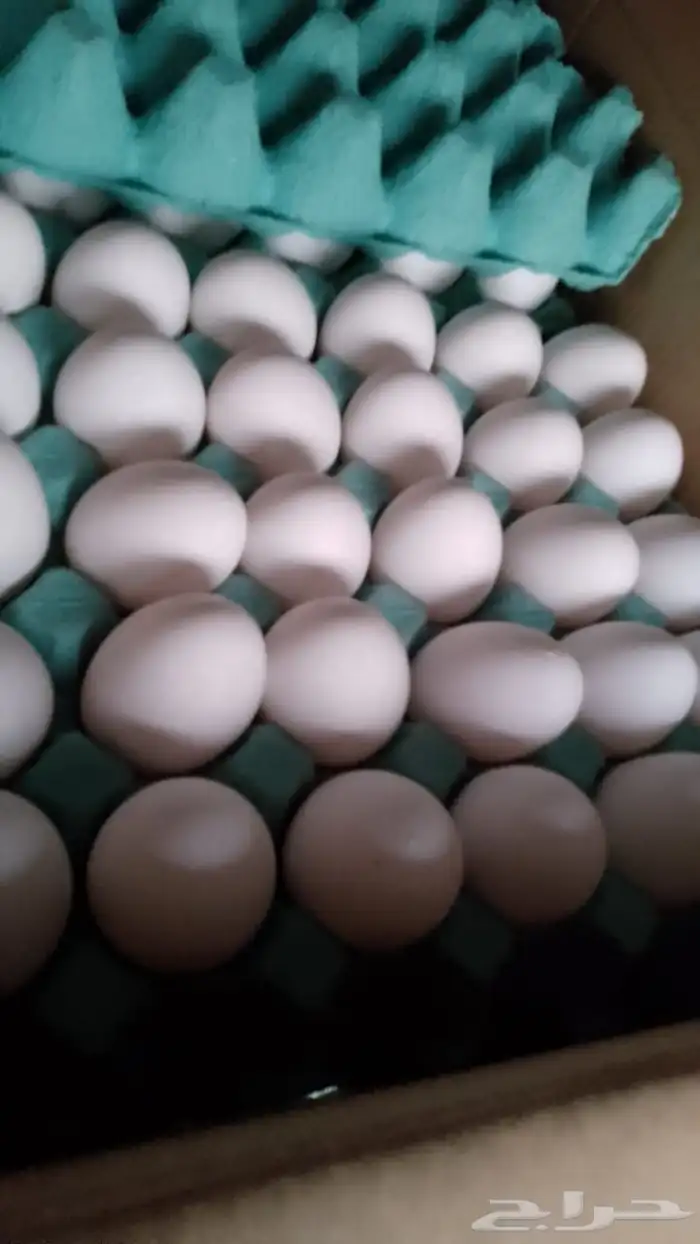 بيض مائده جملة 5