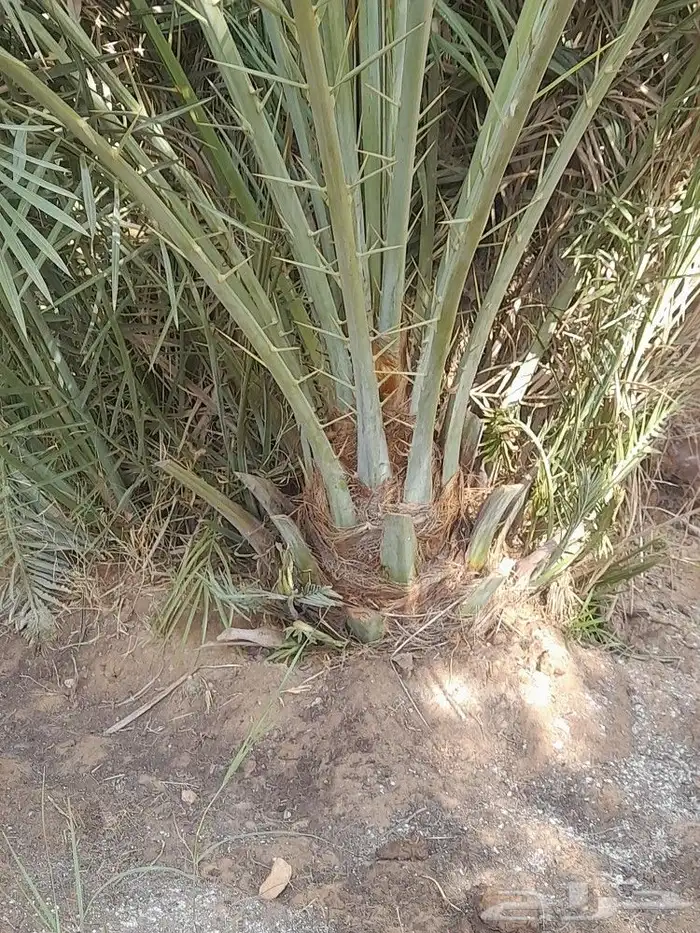 يوجد لدينا جميع النواع فسايل النخل العربي 4