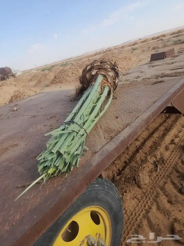 يوجد لدينا جميع النواع فسايل النخل العربي 1