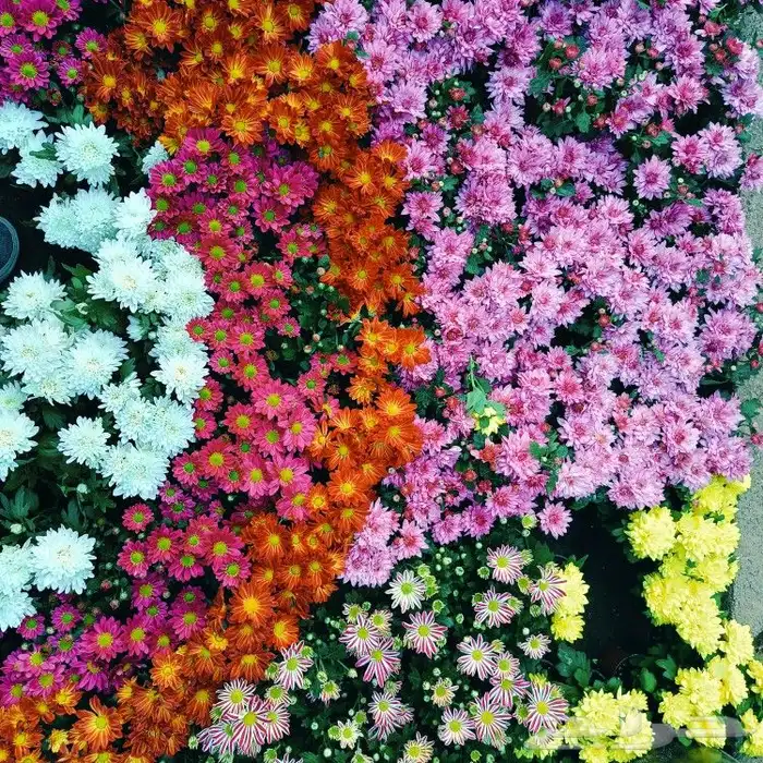 مشاتل حدائق جنة البدر  و توصيل بجدة جملة وقطاعي 8