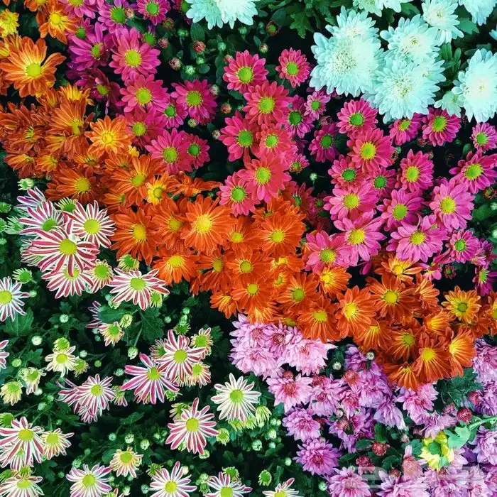 مشاتل حدائق جنة البدر  و توصيل بجدة جملة وقطاعي 5