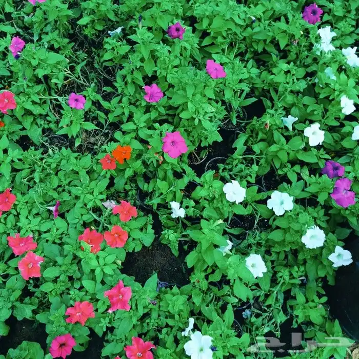 مشاتل حدائق جنة البدر  و توصيل بجدة جملة وقطاعي 7