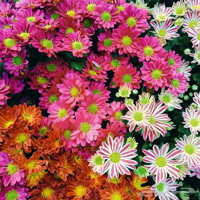 مشاتل حدائق جنة البدر  و توصيل بجدة جملة وقطاعي 9