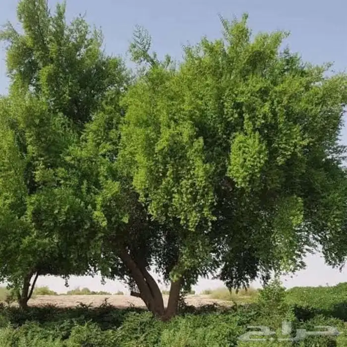 للبيع شتلات سدر ب 3 ريال فقط 0