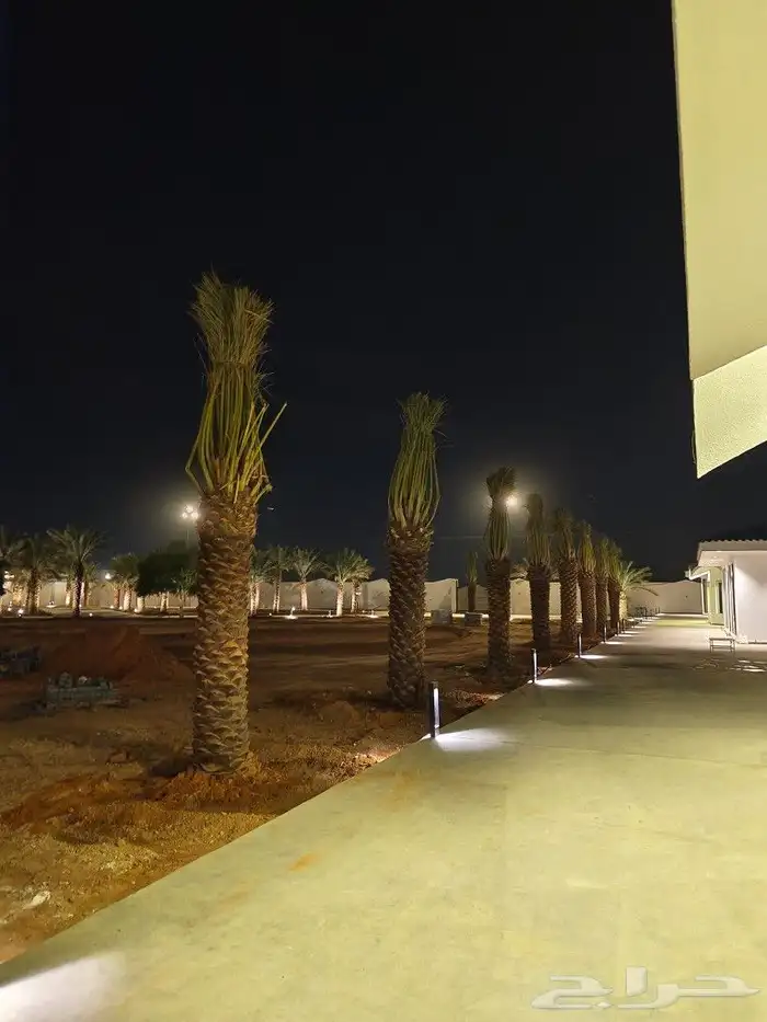 نخل واشنطن زينه امريكي للبيع 4