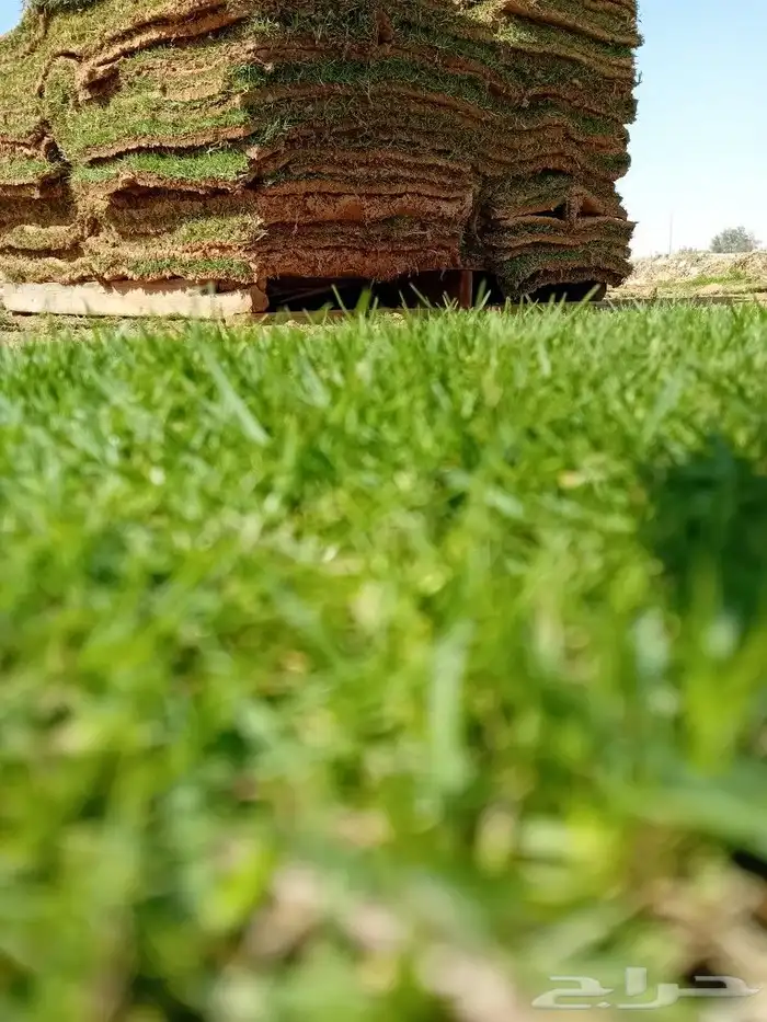 ثيل طبيعي سي 2000 2