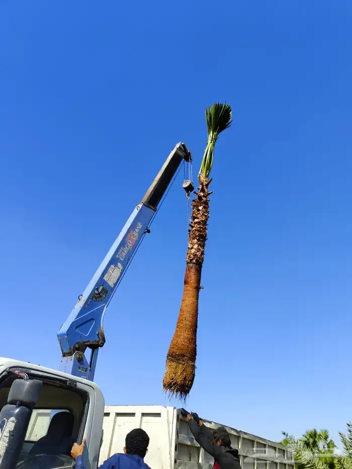 نخل واشنطن زينه امريكي للبيع 3