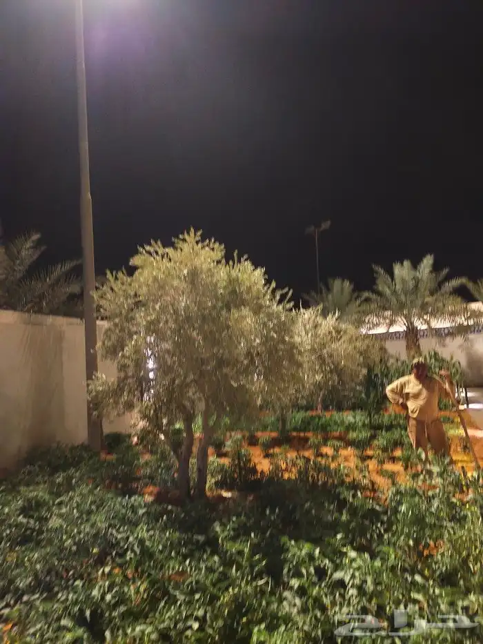 نخل واشنطن زينه امريكي للبيع 5