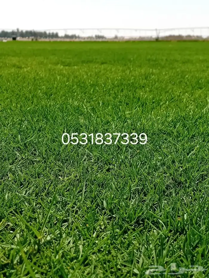 ثيل طبيعي سي 2000 4