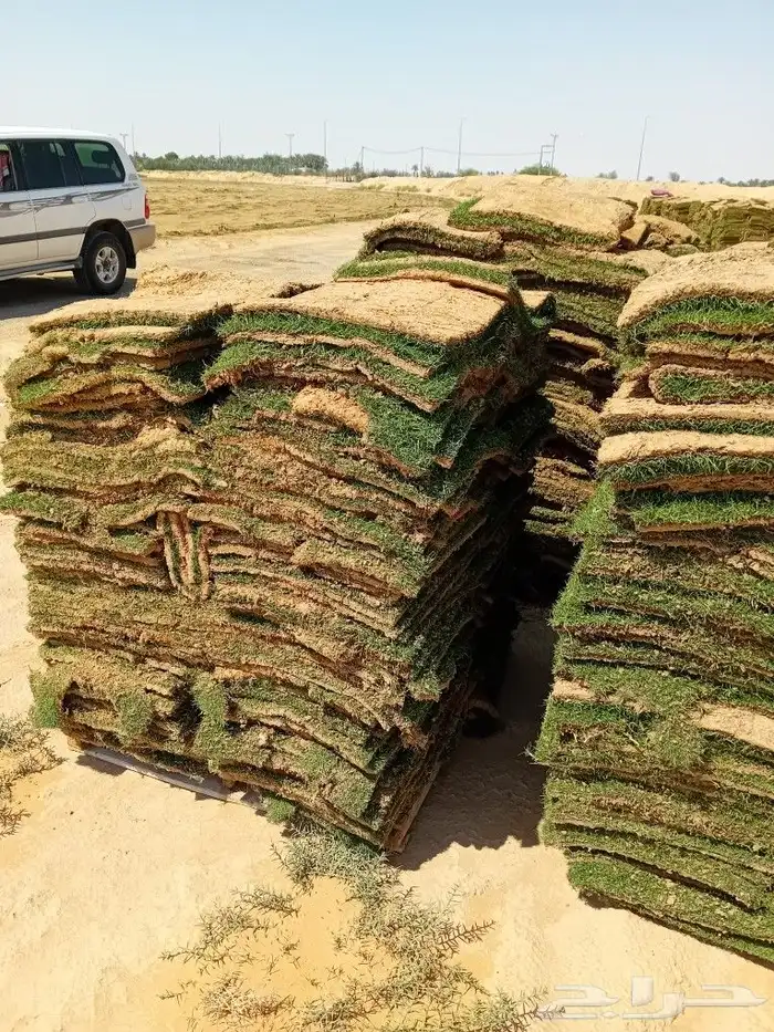 ثيل طبيعي سي 2000 6