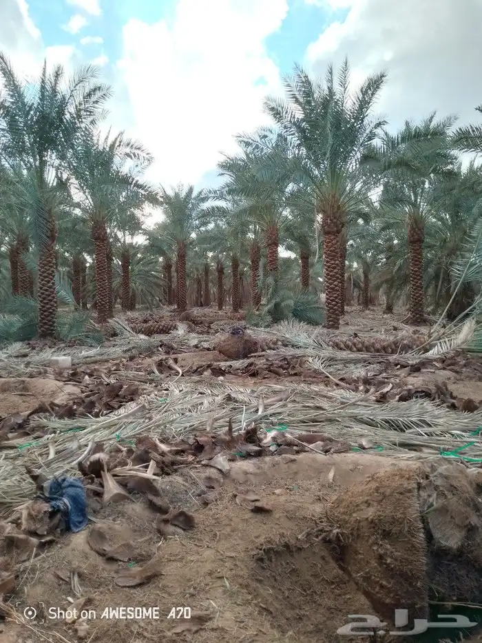 مقاول شبوك ونخيل أنحاء المملكة 5