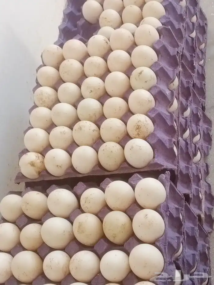 بيض بط بكيني مخصب 1