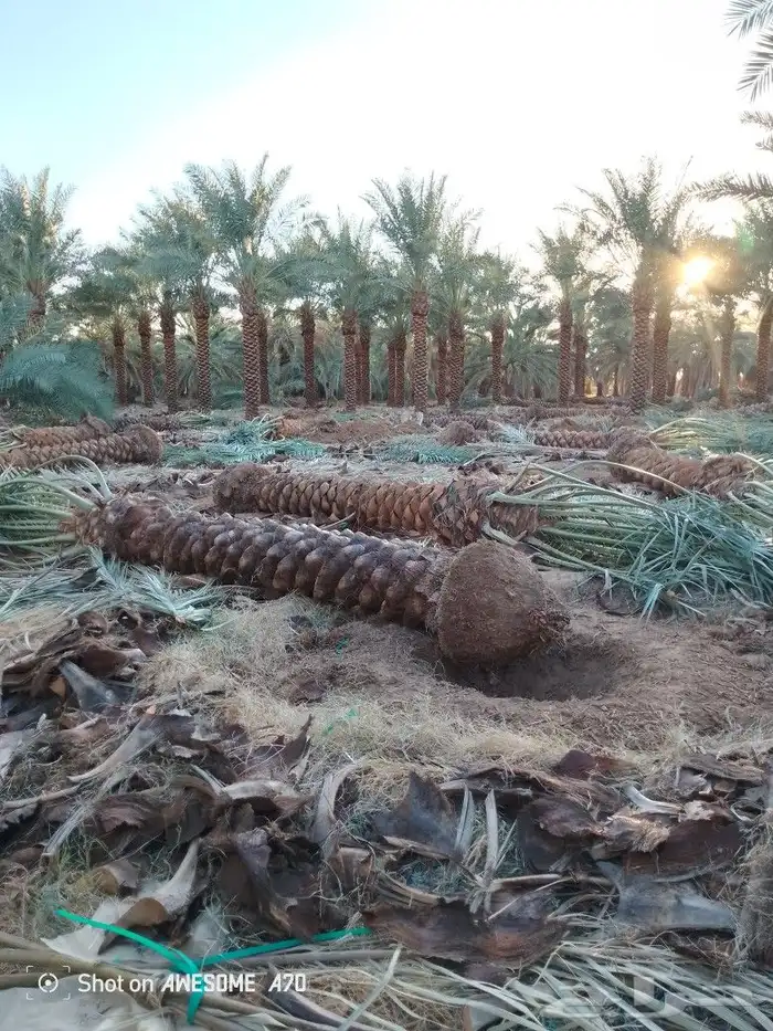 مقاول شبوك ونخيل أنحاء المملكة 6