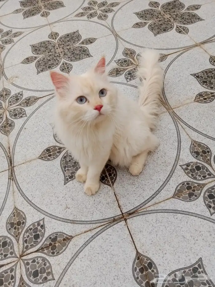 قط للتزاوج 3