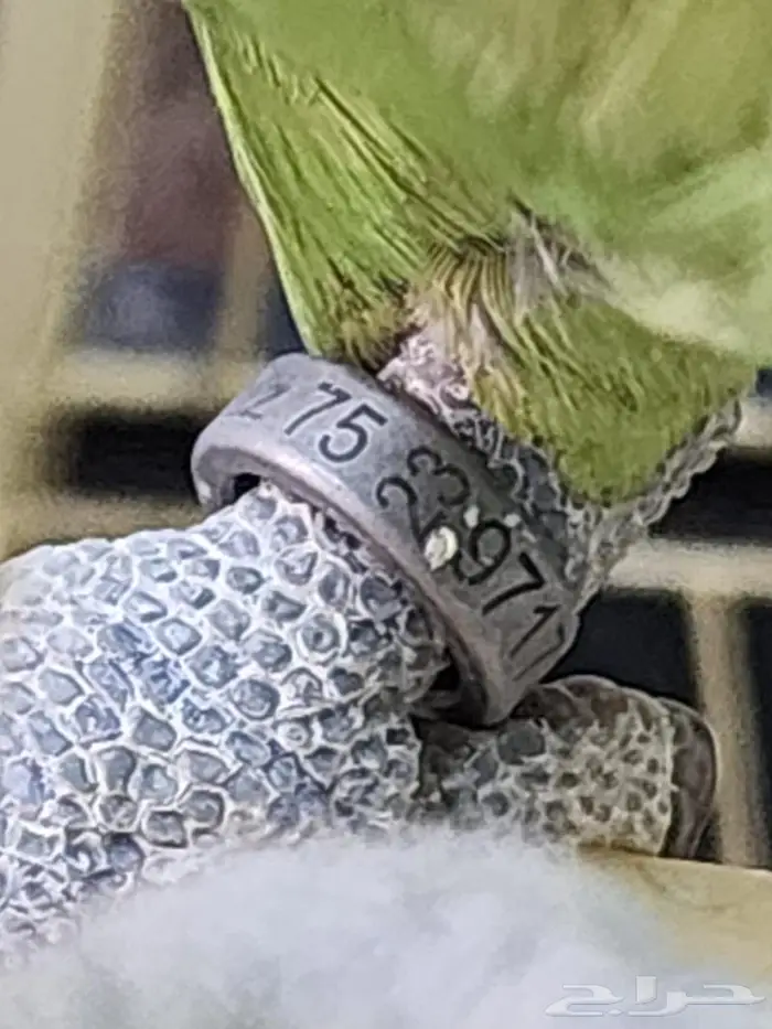 يلوناب جريء حار( تم البيع) 12