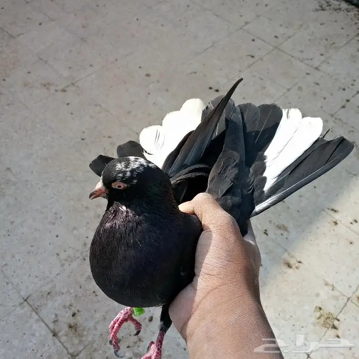 حمام قطيفي للبيع اخوان ذكر وانث طايره 0