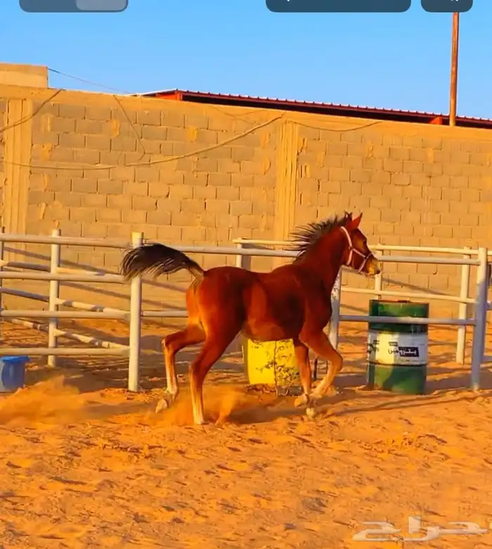 مهر واهو (( تم البيع )) 0