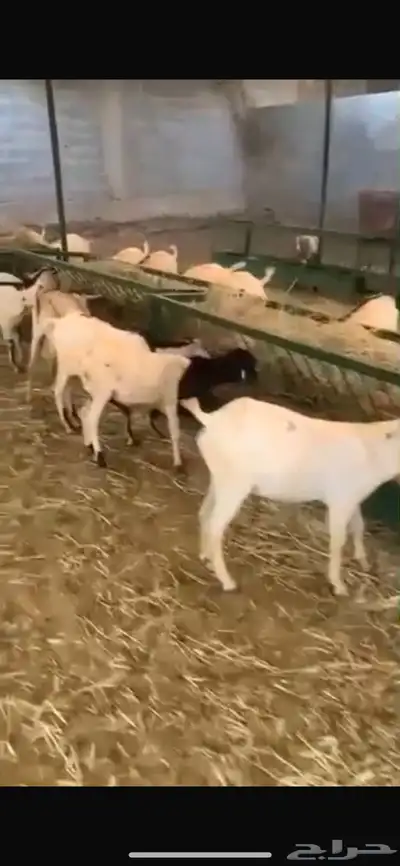 نعيمى 4