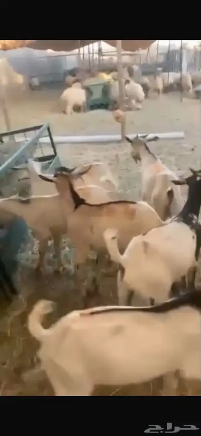 نعيمى 3